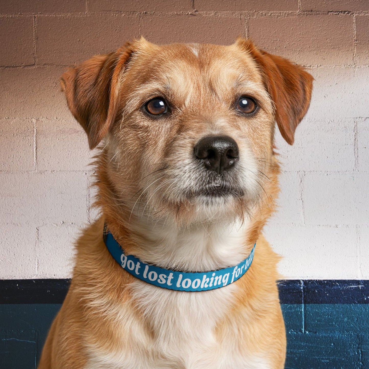 Pet Collar — "got lost looking for bitches" Clip-On Dog Collar