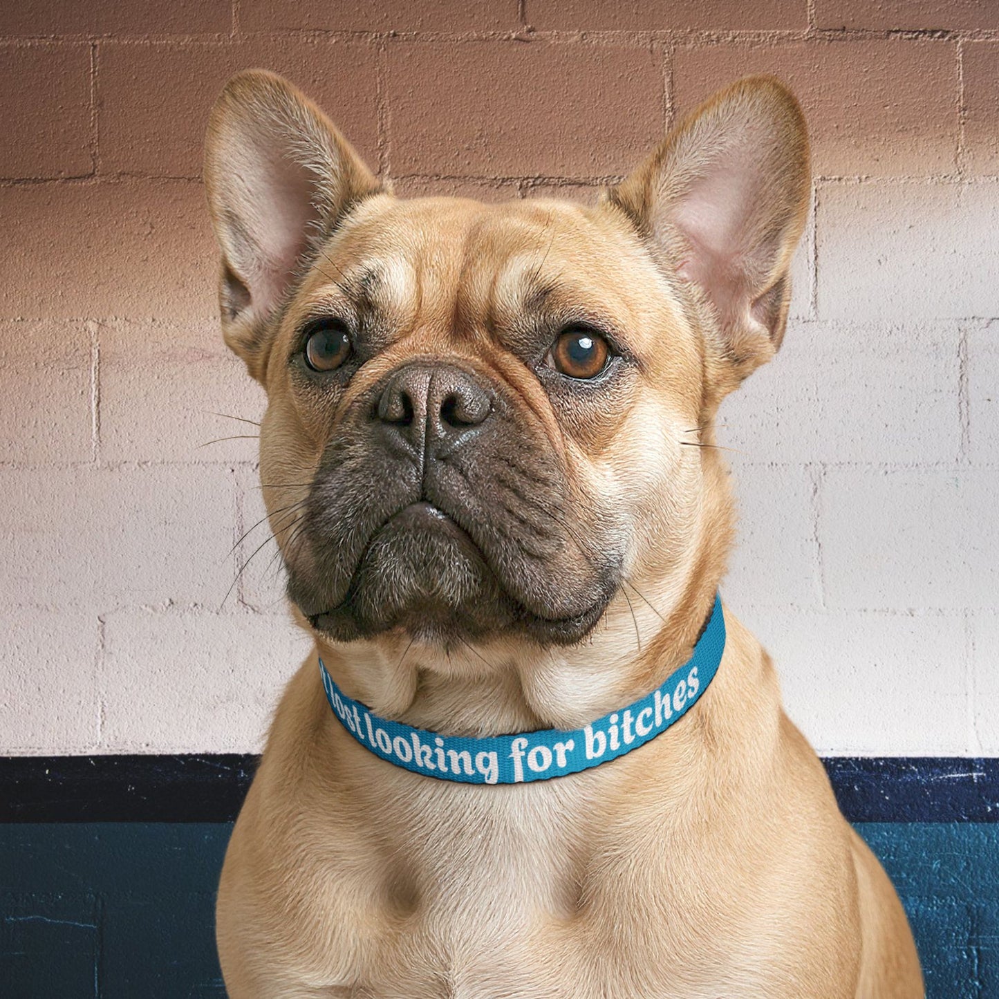 Pet Collar — "got lost looking for bitches" Clip-On Dog Collar